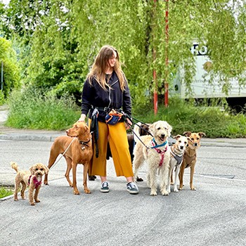 angebot-hundebetreuung-4pro-woche