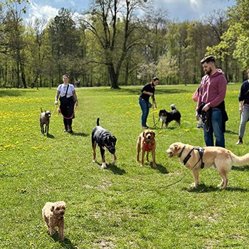 angebot-social-walk-mehrhunde Der Hund ist kein Rudeltier